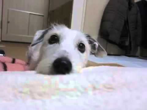我輩は犬  まめバージョン