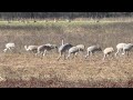 Sandhill Cranes Migrating Season