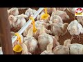 Feed management in poultry farm | broiler feed management | poultry management | poultry