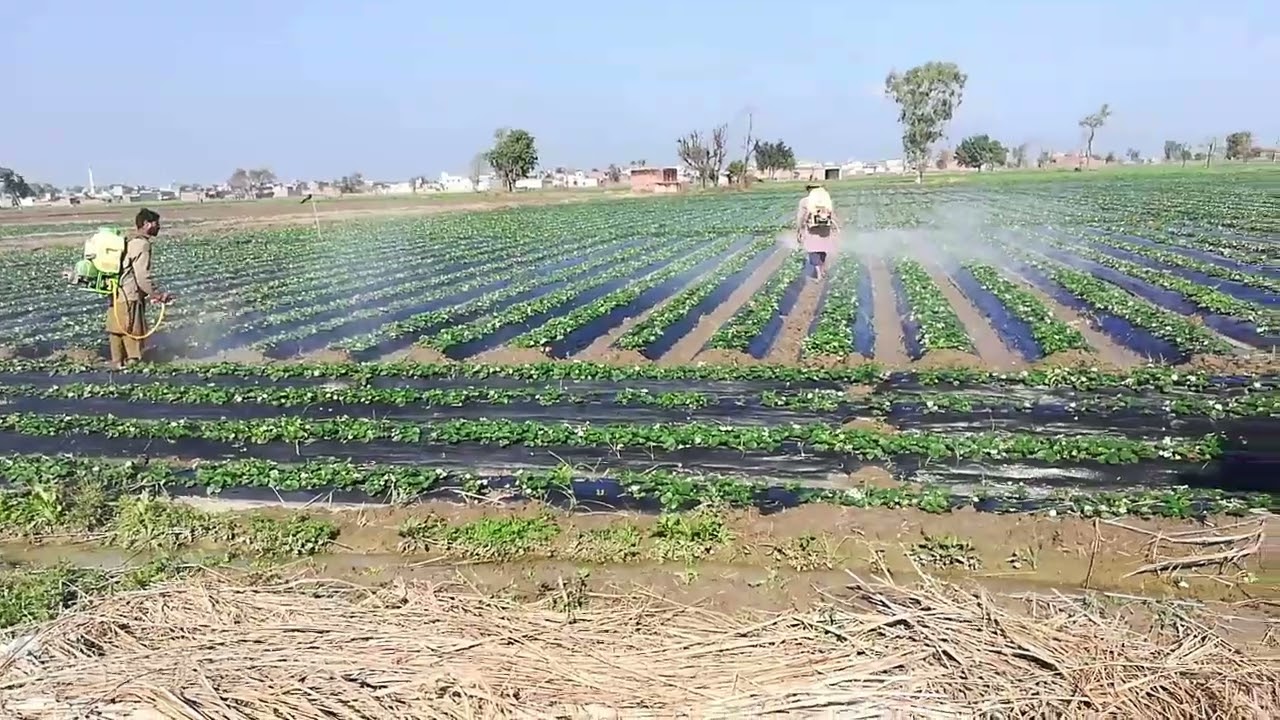 amino acid plus potassium