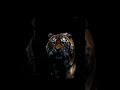 "Tourists Cornered by Tiger Inside Dark Cave – Real Footage#discover#wildlif#movie#film#cat#attack