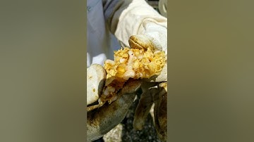 A Quick Mite Check: Looking at Drone Brood