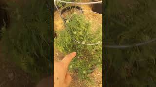 2021 Sun Grown Garden| Update