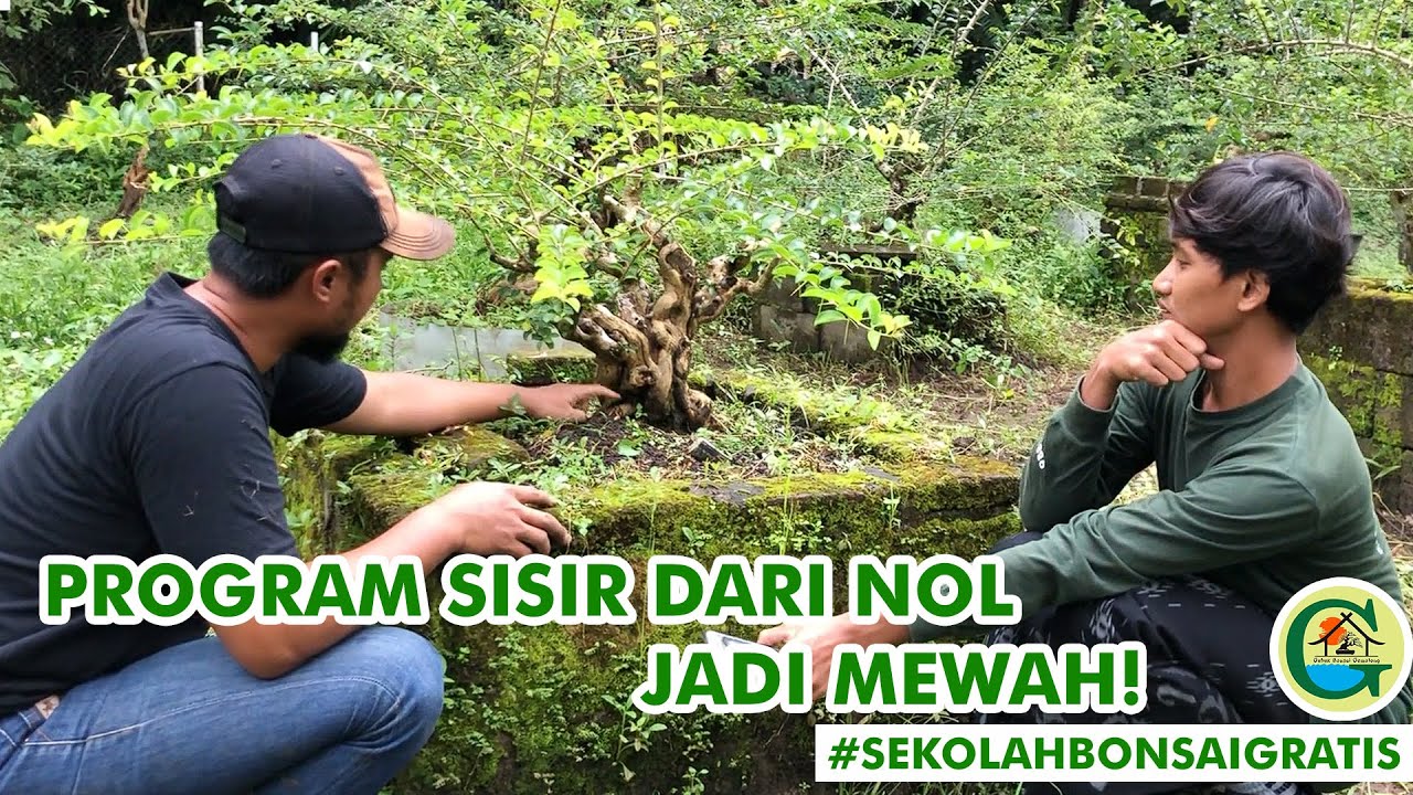 PROGRAM SISIR CANGKOKAN JADI MEWAH DAN MAHAL  || 