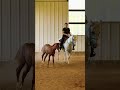 Gracie’s a single mom who works two jobs 🤣#KVS #horses