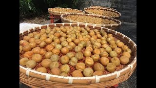 「梅干し」作り方3