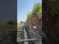 لف العلف Shorts 