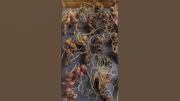 #sâm_ngọc_linh 18 củ 1 kg sâm ngọc linh xuất xứ núi ngọc linh kon tum Già đanh vàng đậm vị lợi củ