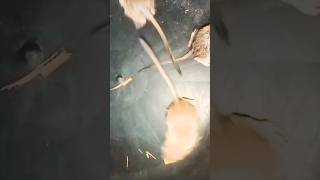 আমার প্রিয় পোষ্যরা যখন খেলা করে। #subratakayalanimalslover #youtube #petspider #vairal #kolkata screenshot 4