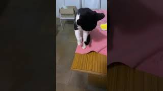 Limping cat (very sad)