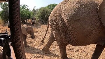 The gentle giants of Samburu - Beautiful elephants surrounding our vehicle