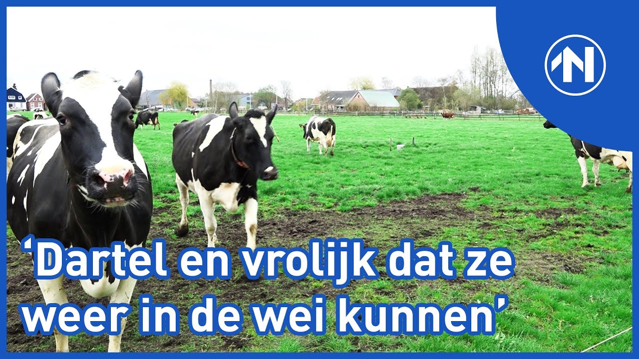 Koeien in Wildervank springen een gat in de lucht als ze weer naar