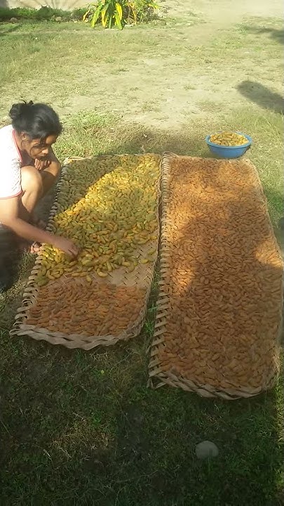 How To Dry Starfruit Fruit - YouTube