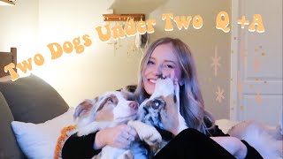 Should You Get A Second Dog? Everything You Need To Know About Getting Your Dog a Dog