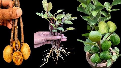 How To Grow Guava Tree Cutting In A Potato|How To Grow Guava Tree From Cutting