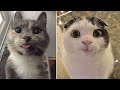 The Funniest Cat Moments Ever 🐾🤣