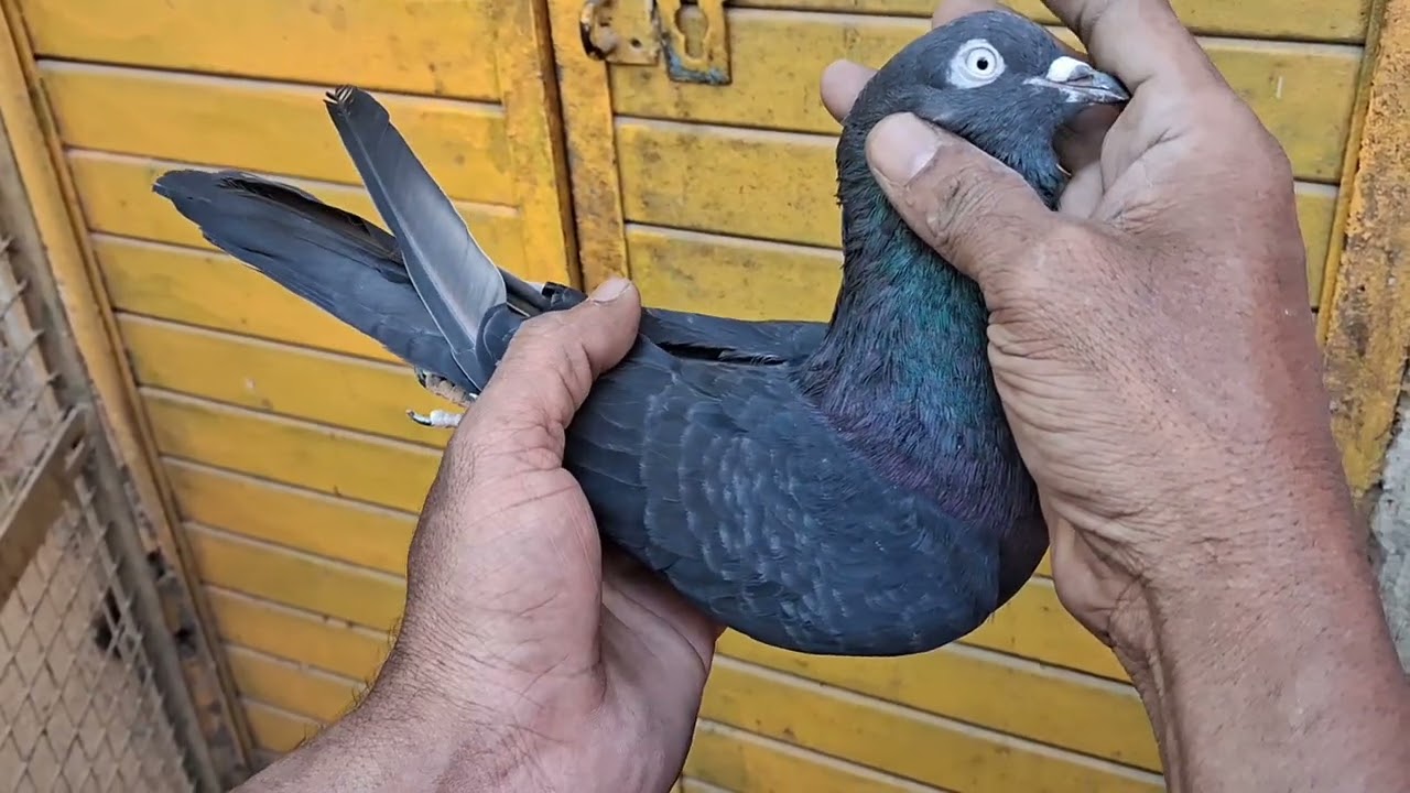 Old linage bird for sale 9743040806