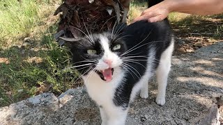 Tuxedo cat meows in different tones as if to say I'm so glad to see you