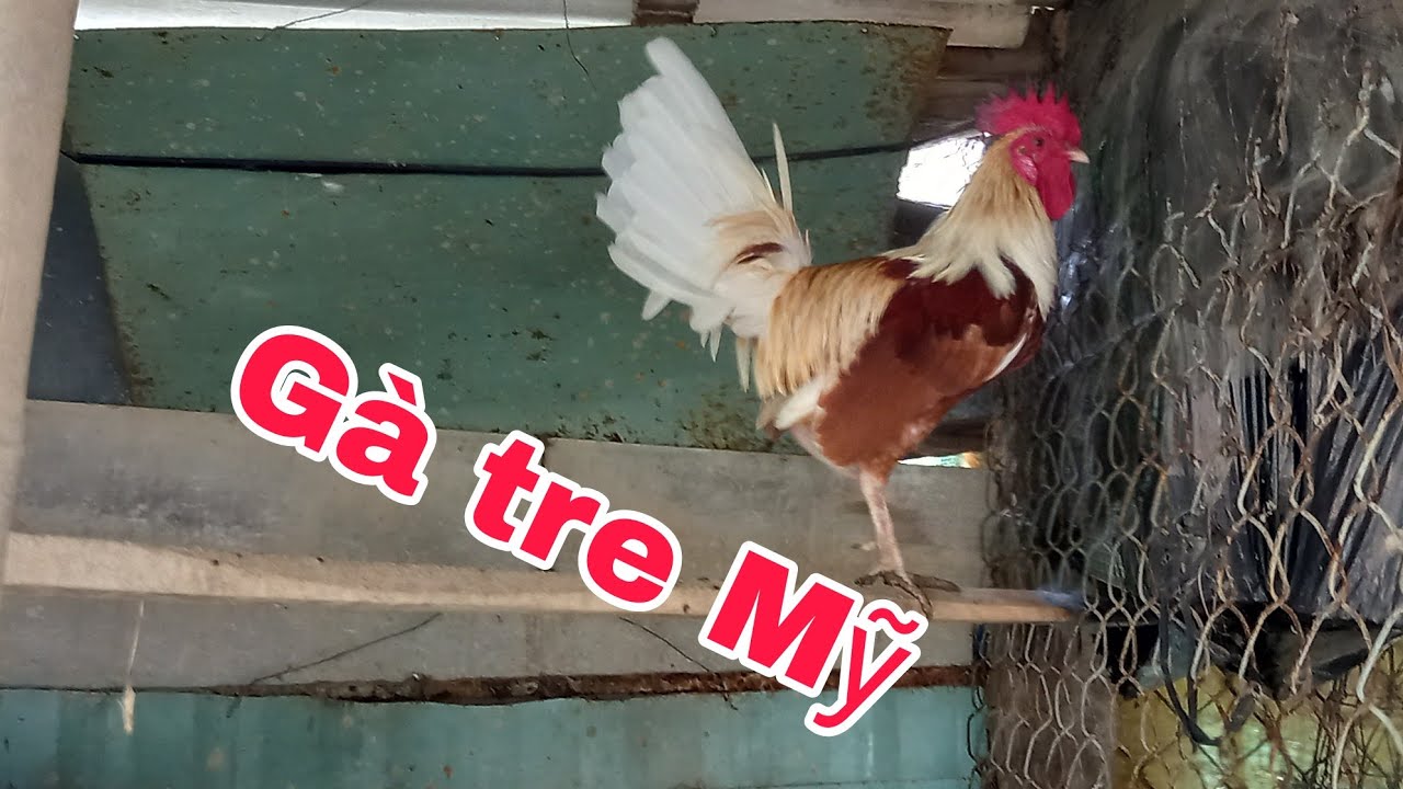 Đã gửi thành công con giống gà tre Mỹ, cho  anh em ở các tỉnh xa.|PHƯƠNG TIỀN GIANG #gatremyrat. 