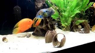 Download Lagu severum red spotted and cichlasoma salvini spawning!
