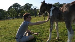 Lewis & the foal...