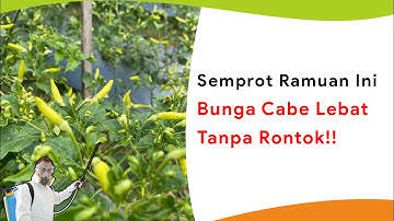 Jelang Bunga Raya Cabe, Wajib Semprot Ramuan Ini! Lebat Tanpa Rontok