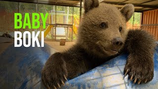 Furry Nice To Meet You! Adorable Brown Bear Cub Being Handraised At Port Lympne Reserve