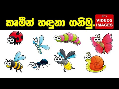 Insects names & pictures with  videos - sinhala  - කෘමි සතුන් හඳුනා ගනිමු.