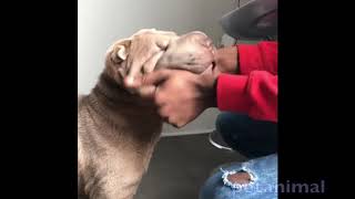 かわいい動物、犬、猫たち おもしろペット動画#178