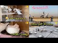 الارافل بيضن عسوله طلعت فحل صعدت كل الطيور بلعازوله 