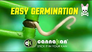 Seed Germination Made Easy - Stick It In Your KAN - CannaKAN First Results