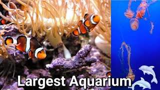 【4K】Biggest aquarium in South Korea |Seoul aquarium |Seoul, South Korea Part 2