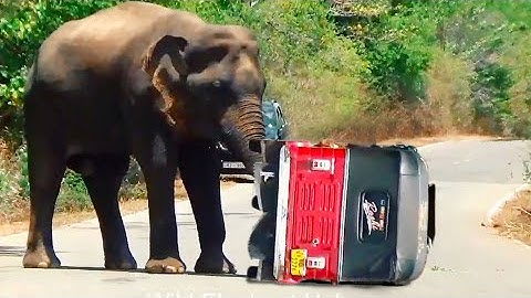 Hart Stopping Moment - Wild Elephant Attack To TUK TUK In Forest
