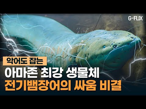 강한 전기 일으키는 ‘전기뱀장어’ 비밀 밝혀졌다!! '악어'는 물론 '말'까지도 단번에 제압하는 아마존 최강 생물체..!! 그 싸움의 비결은 무엇일까?!