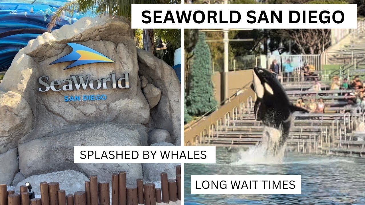 SEAWORLD SAN DIEGO VLOG We get splashed by whales. YouTube