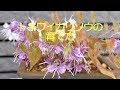 山野草・植栽編#４　トキワイカリソウの栽培記録