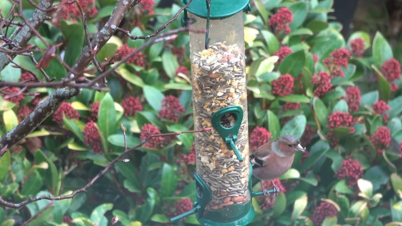 Tuinvogels deel 3: de  Vinken