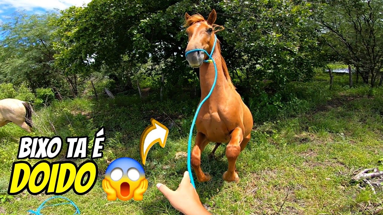 CAVALO VEACO PRA PEGAR DEU MUITO TRABALHO | NA LIDA DO GADO COM GABRIEL | O DIA DIA DO VAQUEIRO