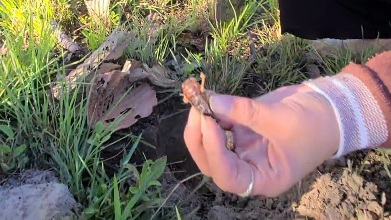 p7 🇱🇦 Digging for crickets at the rice field 