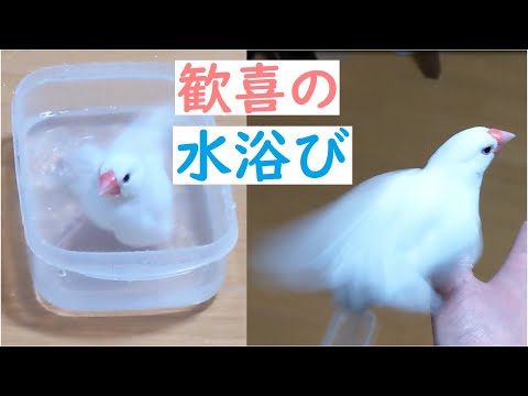 【楽しそう】水浴びを満喫する文鳥