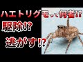 【ゆっくり】隠れ益虫!小さくてもヤバイ!ハエトリグモの生態とは⁉
