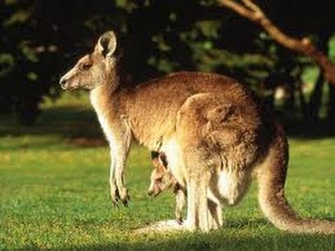 Marsupi!