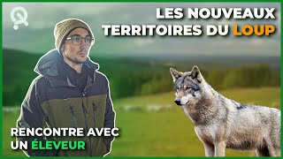 Comment faire face au retour du loup ?