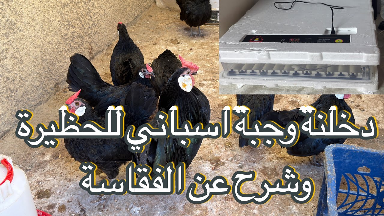 جبنة دجاج اسباني يخبل😍 وشرحنه عن الفقاسة الي استخدمها/ المربي ابو ضحى🐔🥚