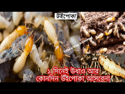 ভিডিও: উইপোকা কি গর্ত ছেড়ে যায়?