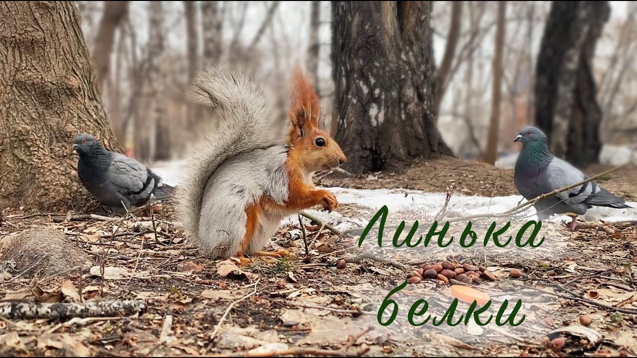 Белка линяет | Squirrel shedding - YouTube
