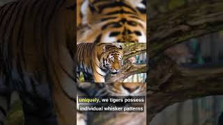 Tigers: Stripes of Individuality 🐅 | #Tigers #WildCats #IndividualityInNature
