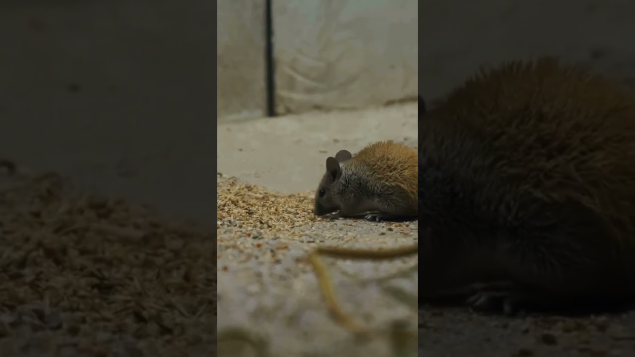 Basic hygiene Python 