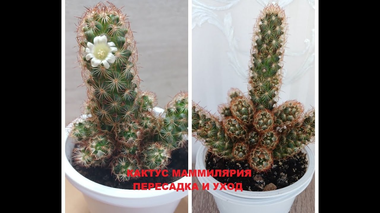 Кактус маммилярия: пересадка и уход