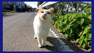 道端で野良猫に呼び止められたのでナデナデしたら他の猫も集まってきた